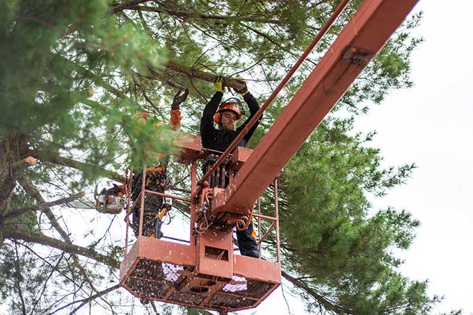 twin falls tree maintenance