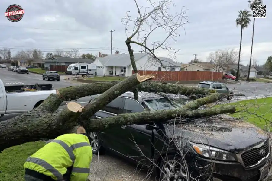emergency-tree-care